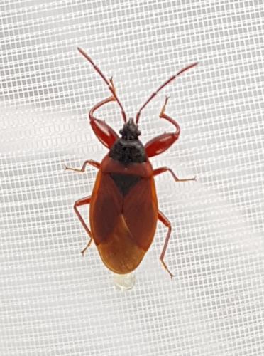 Gastrodes grossipes
